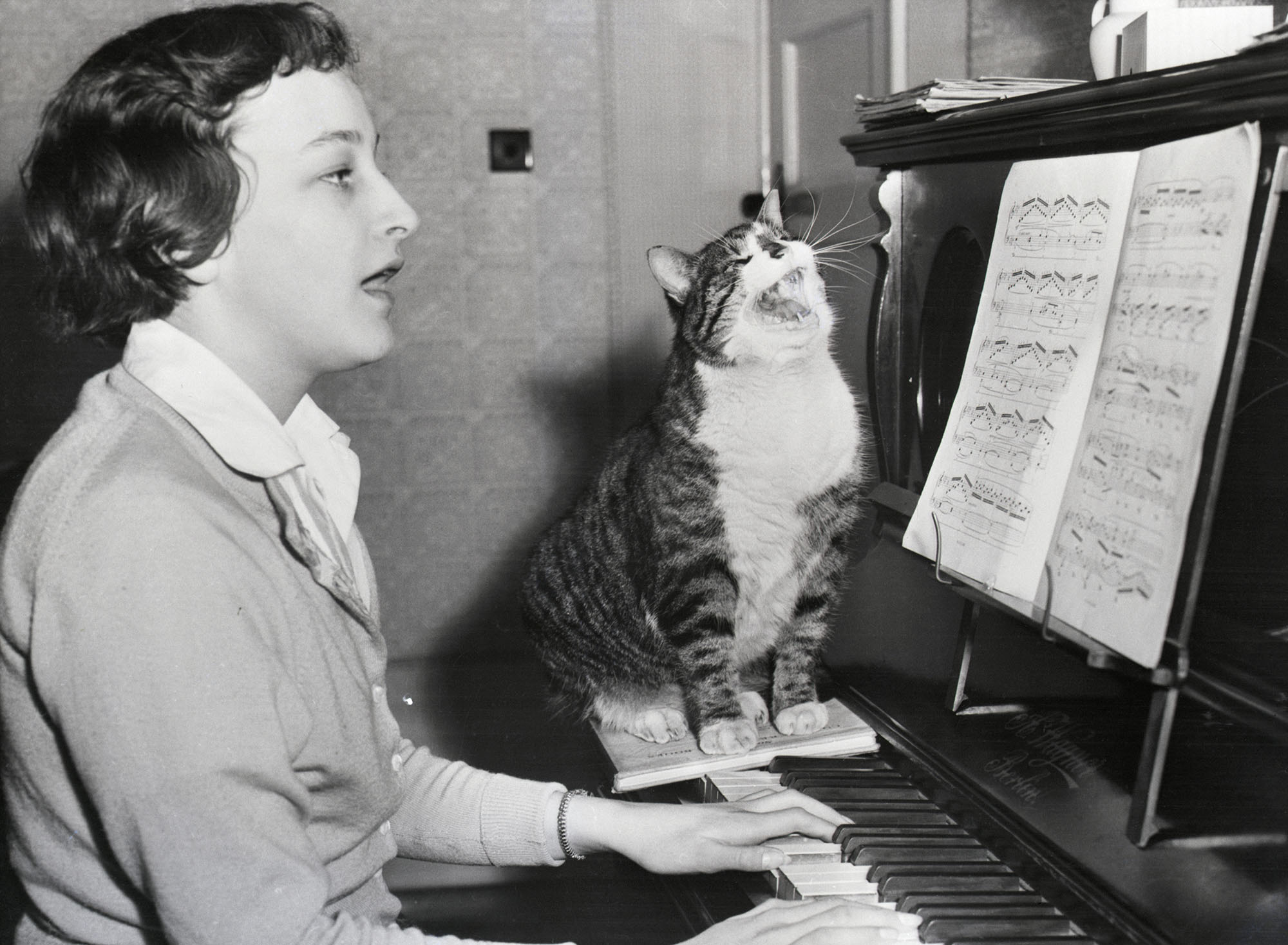 History of International Cat Day