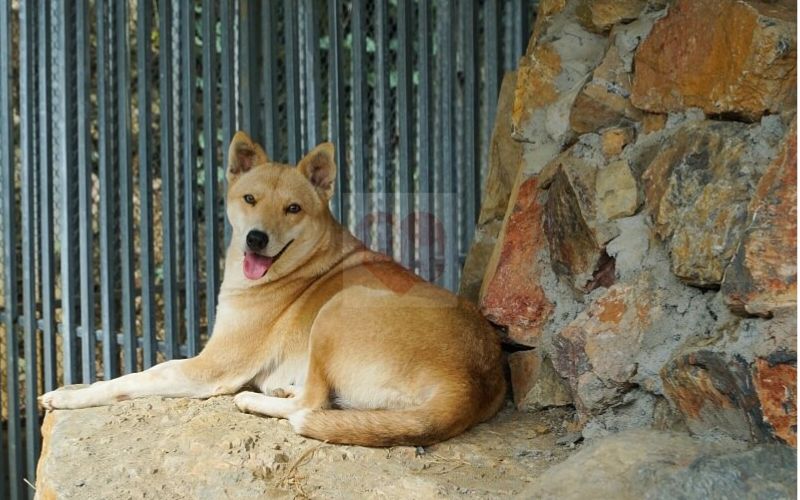 Chó Cỏ (Chó Ta)