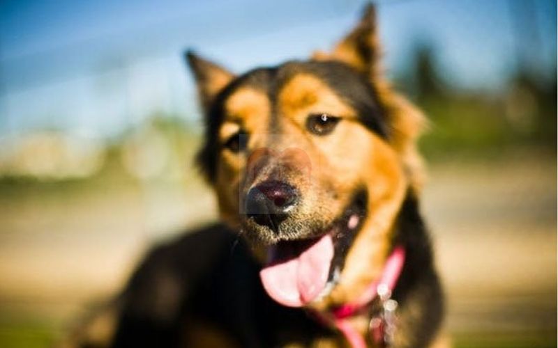 loài chó