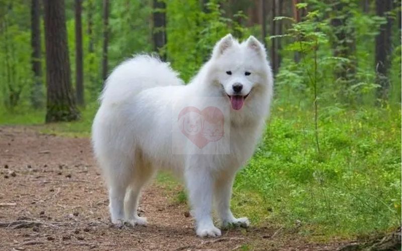 Các loài chó ở Việt Nam