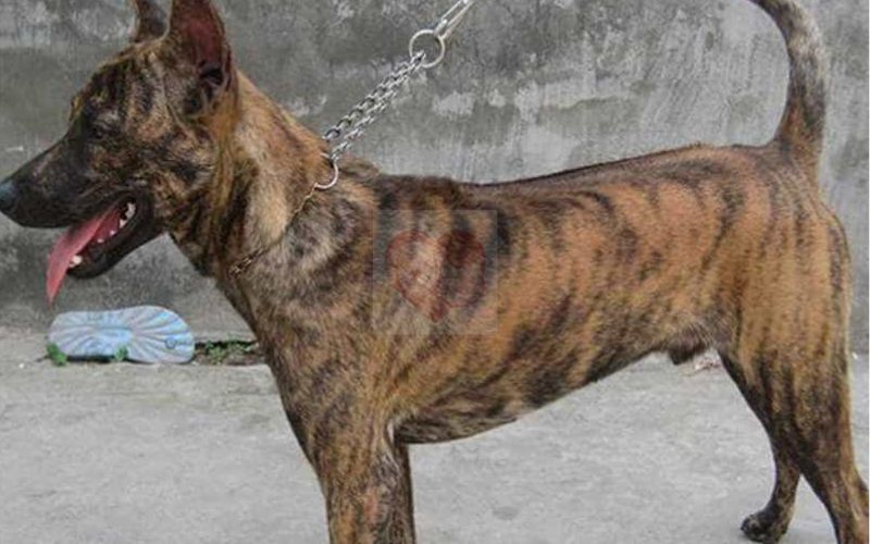 Các loài chó ở Việt Nam