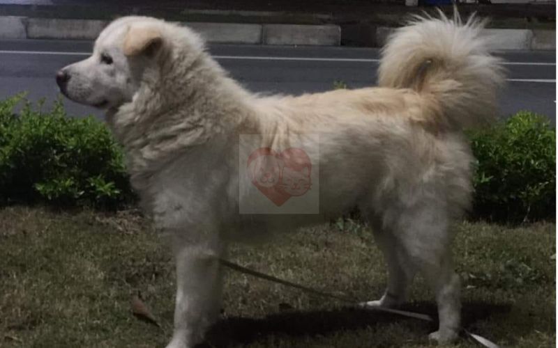Chó Bắc Hà