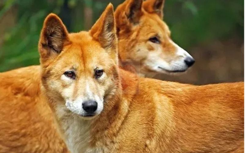 Chó Lài (Dingo Đông Dương)