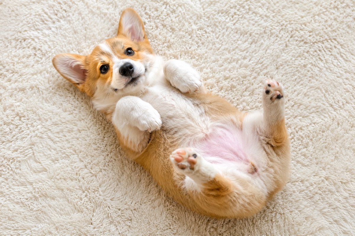 Cún Corgi nằm ngửa, bốn chân hướng lên trời