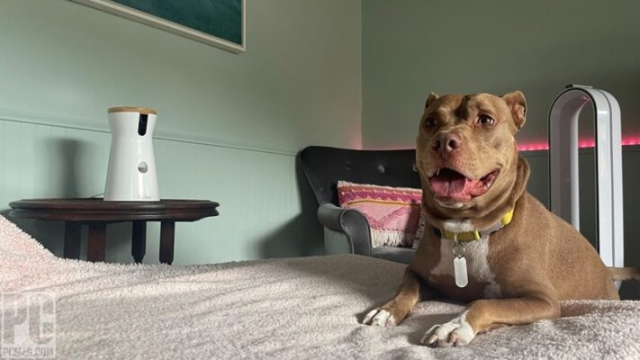 Furbo 360° Dog Camera – Camera tương tác và ném thưởng