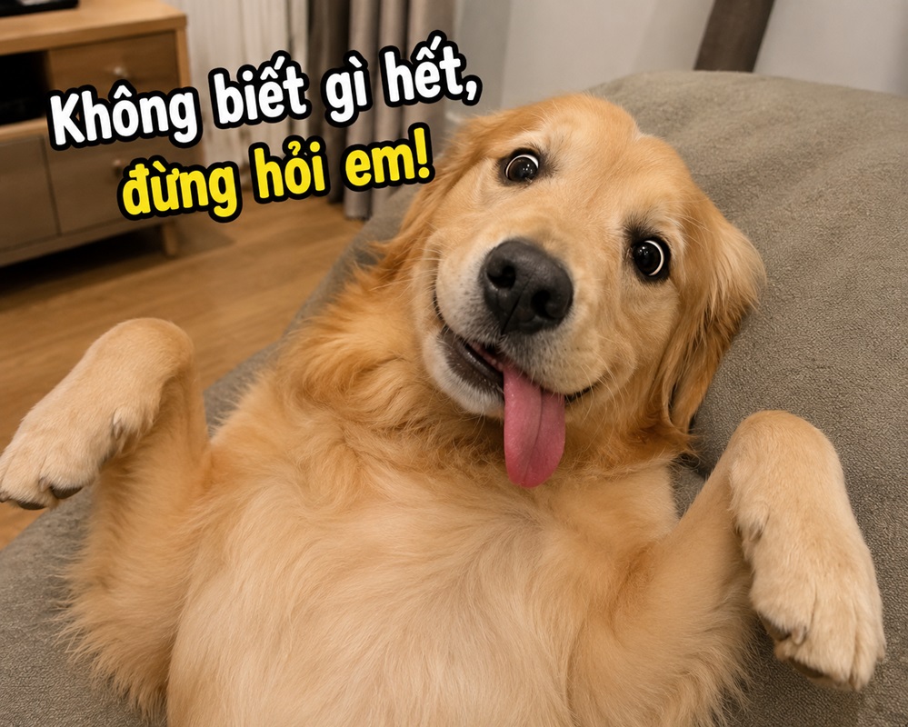 Không biết gì hết, đừng hỏi em!