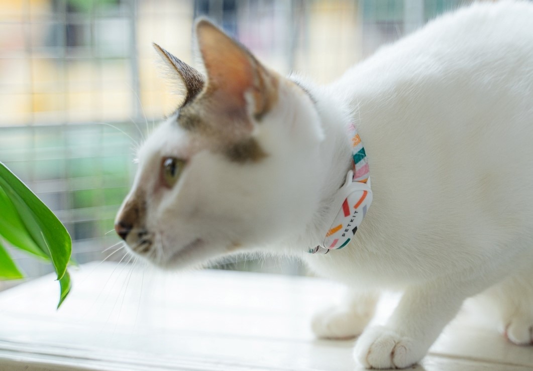 PetPace 3.0 – Vòng cổ theo dõi sức khỏe chuyên sâu